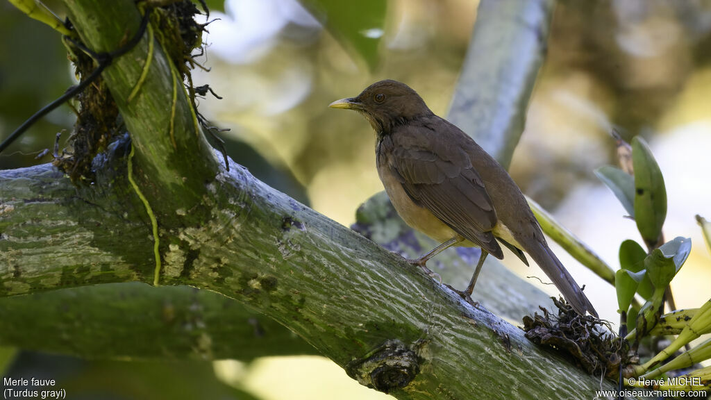 Clay-colored Thrush