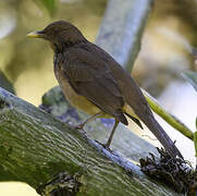 Clay-colored Thrush