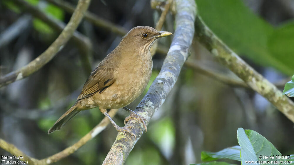 Clay-colored Thrush