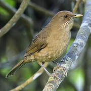 Clay-colored Thrush