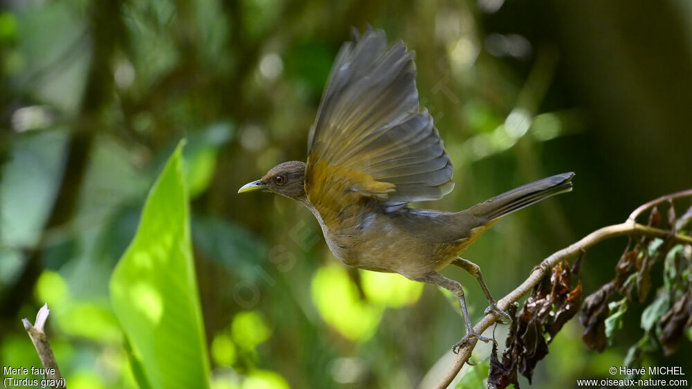 Clay-colored Thrush