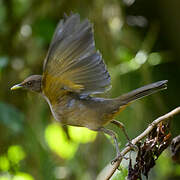 Clay-colored Thrush