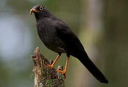 Great Thrush