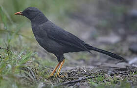 Great Thrush