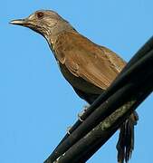 Pale-breasted Thrush