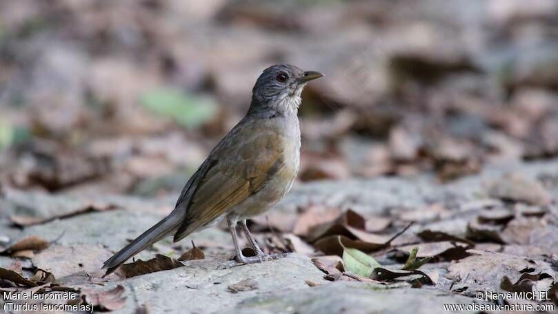 Pale-breasted Thrush