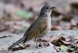 Pale-breasted Thrush