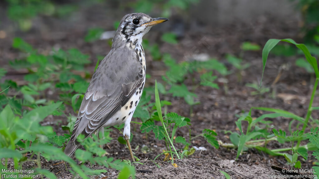 Groundscraper Thrush