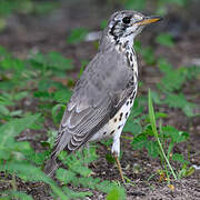 Groundscraper Thrush