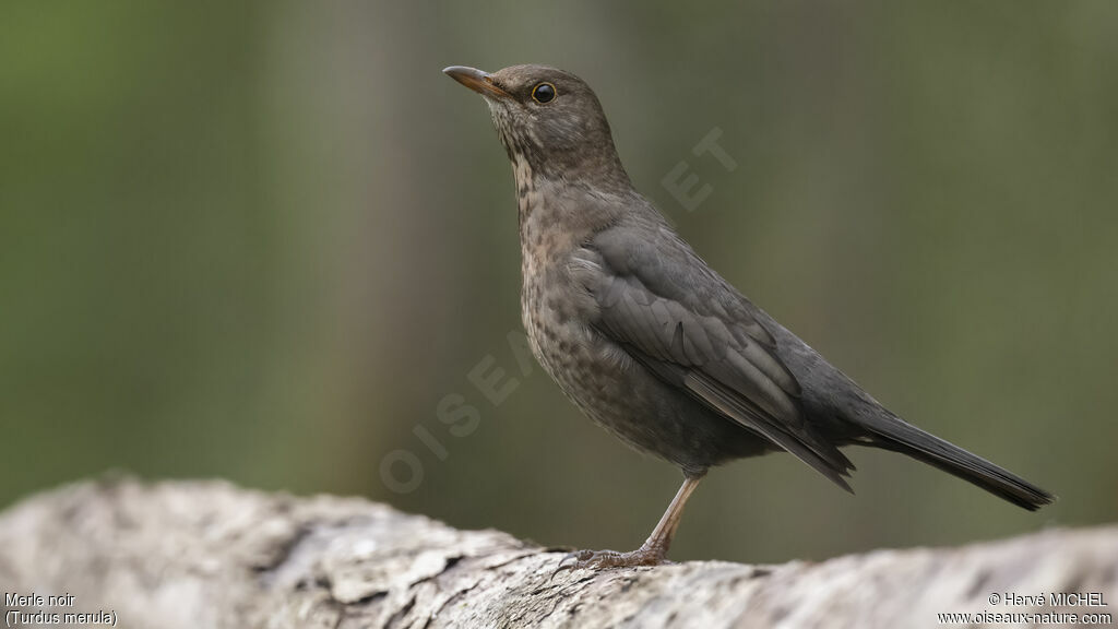 Common Blackbird female