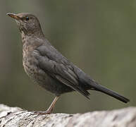 Common Blackbird