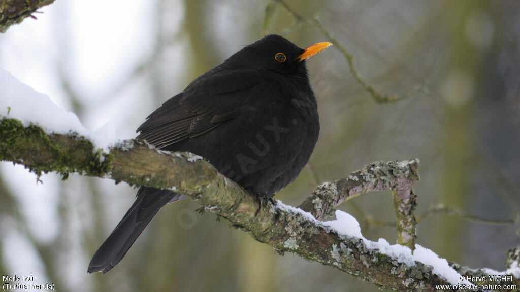 Common Blackbird