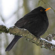 Common Blackbird