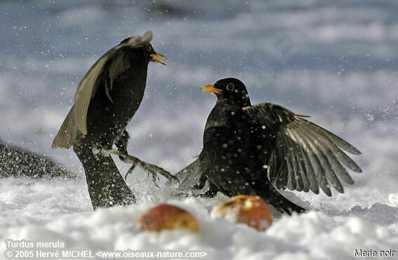 Common Blackbird