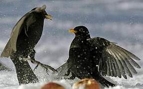 Common Blackbird