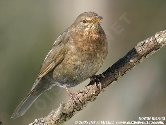 Common Blackbird