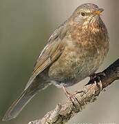 Common Blackbird