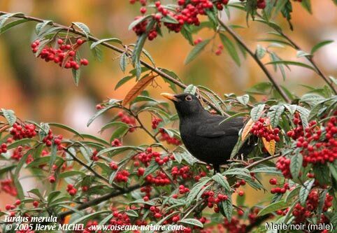 Common Blackbird