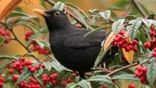 Common Blackbird