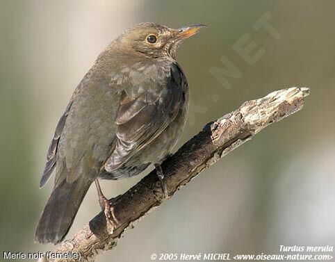 Common Blackbird