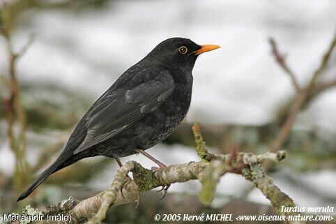 Common Blackbird