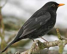 Common Blackbird