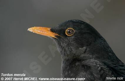 Common Blackbird male adult