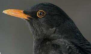 Common Blackbird