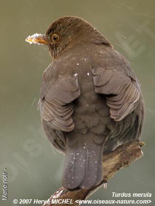 Common Blackbird female adult