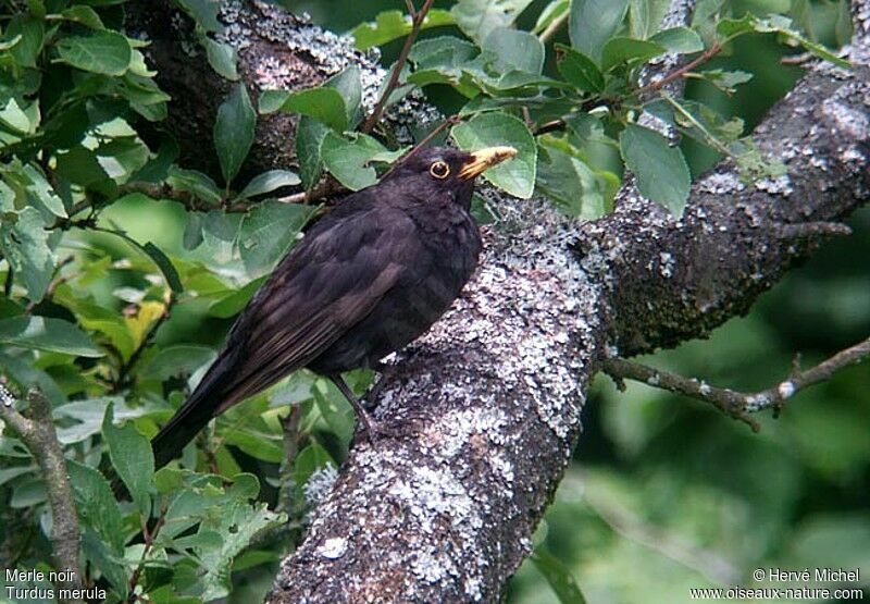 Common Blackbird male adult post breeding