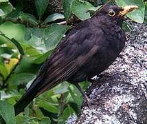 Common Blackbird