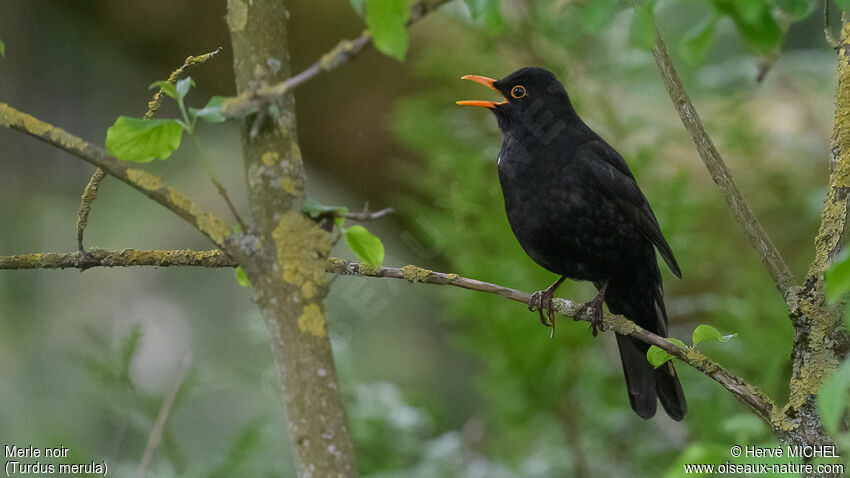 Common Blackbird male adult