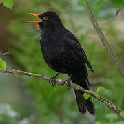 Common Blackbird