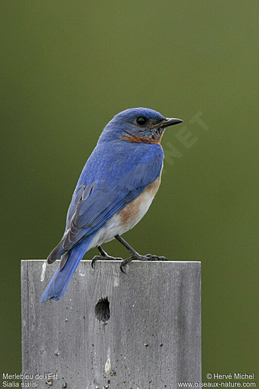 Eastern Bluebird male adult breeding