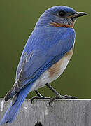 Eastern Bluebird