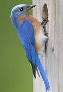 Eastern Bluebird