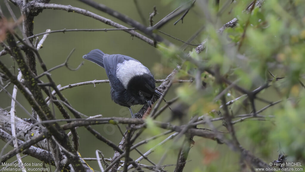 White-backed Black Tit