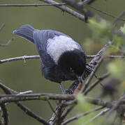 White-backed Black Tit