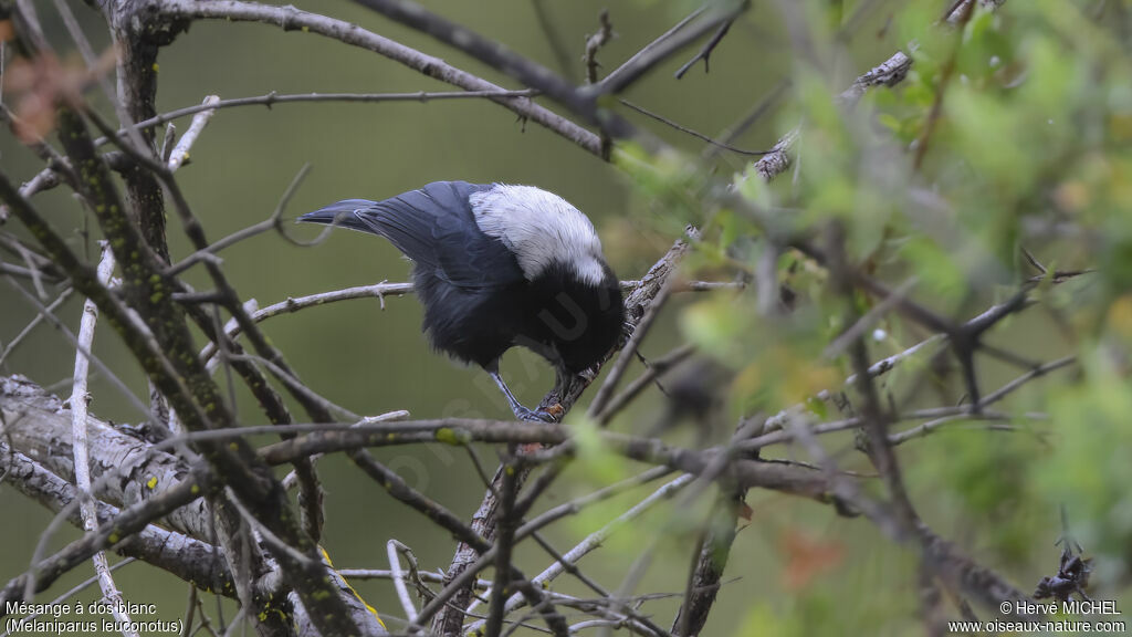 Mésange à dos blanc