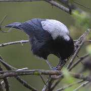 White-backed Black Tit