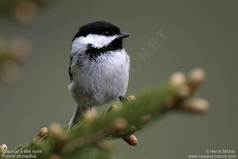 Mésange à tête noireadulte nuptial