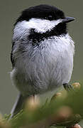 Black-capped Chickadee