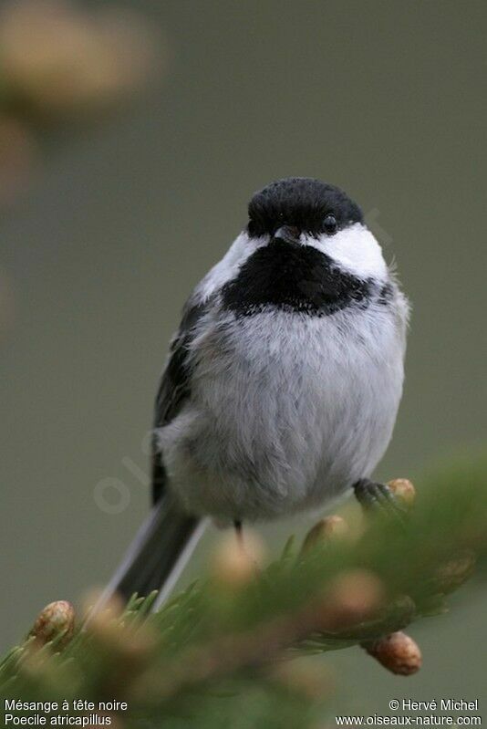 Black-capped Chickadeeadult breeding