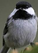 Black-capped Chickadee