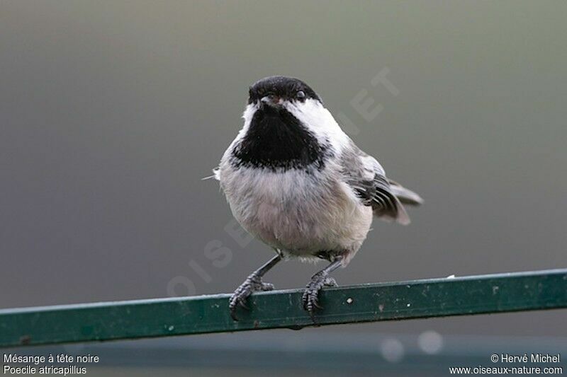 Black-capped Chickadeeadult breeding