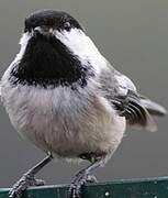 Black-capped Chickadee