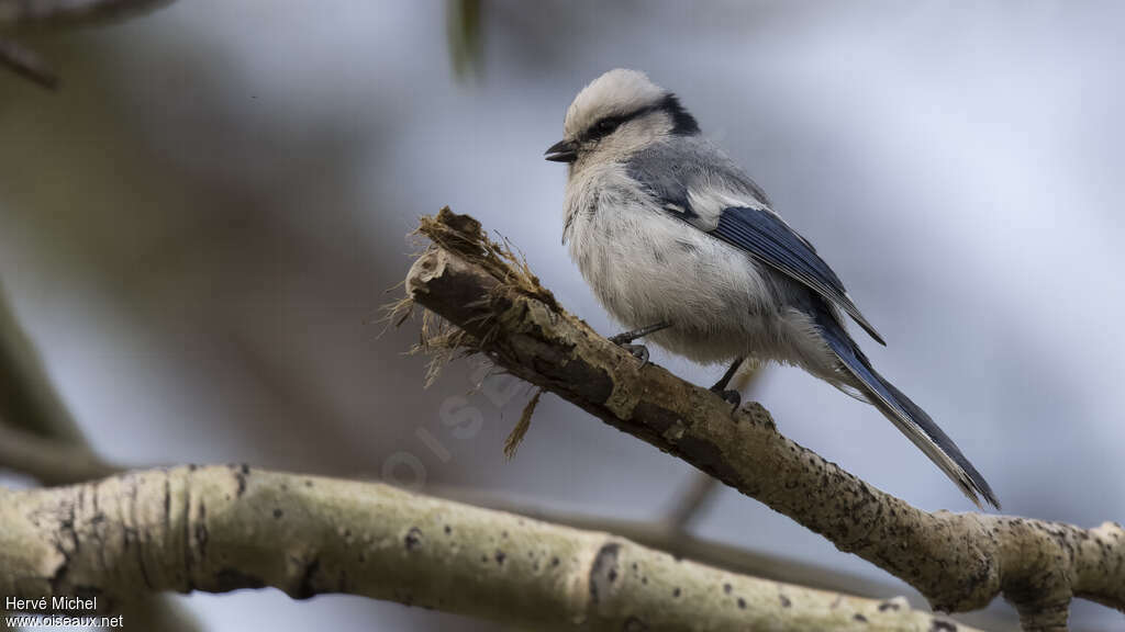 Azure Tit male adult breeding, identification