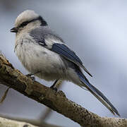 Azure Tit