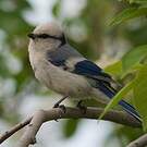 Mésange azurée