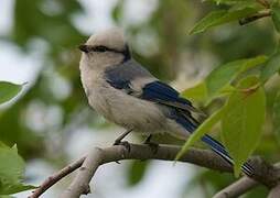 Azure Tit